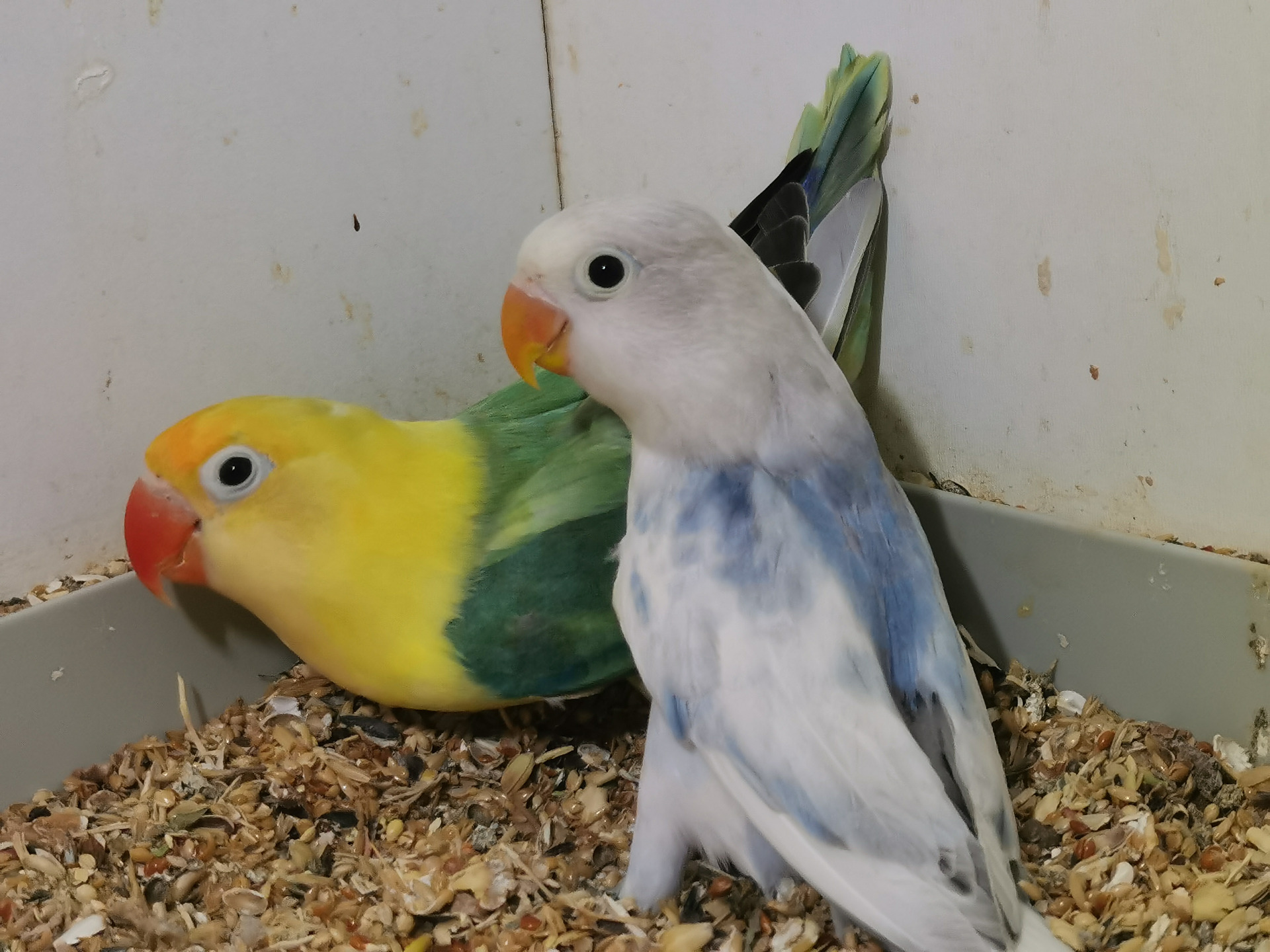 1,0 Agapornis Fišeri modrá DS
