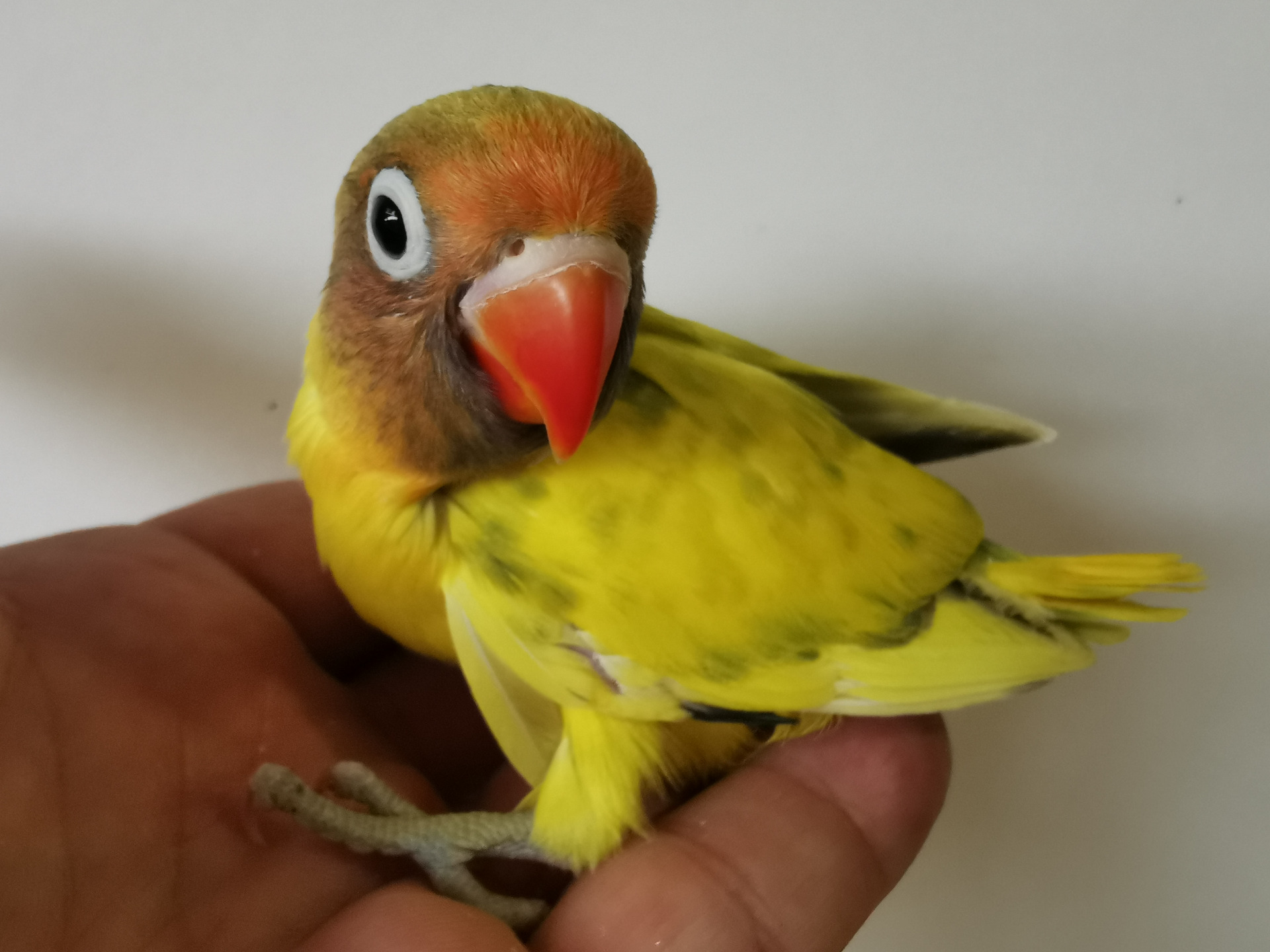 1,0 Agapornis škrabošák DS