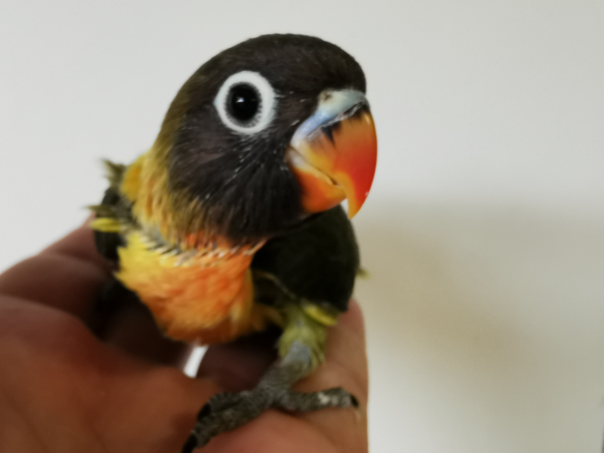 1,0 Agapornis škrabošák DD zelený